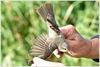 Zeldzame Vlaamse vogels (14)