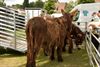 Delegatie op veemarkt in Bad Arolsen