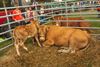 Delegatie op veemarkt in Bad Arolsen