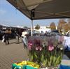 Markt in halloweenstemming