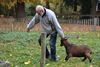 Dieren van Bovy zijn tijdelijk verhuisd