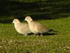 Dit weekend vogels tellen, maar ook voeren