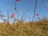 Herfst op de mijnterril (1)