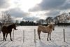 Een blik op de derde winterprik