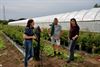 Zuhal Demir plukte aardbeien bij Rudi Boermans