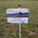 Schapen beheren natuur in Schansbeemden