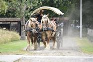 't Was reuzeplezant tussen die kleurrijke kleppers