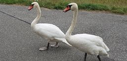 Zoeken naar goede fietswegen in de grensstreek