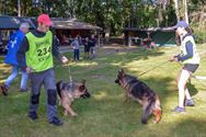 Duitse herders tonen zich van hun beste kant