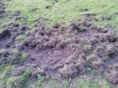 Everzwijnen slaan toe op voetbalveld