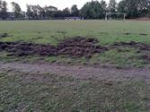 Everzwijnen slaan toe op voetbalveld