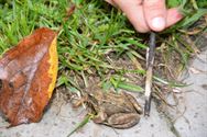 Leerlingen planten bloembollen op Bovy