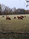 Wandelen in HZ: flaneren in 't Heusdens groen