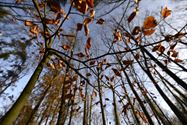 Op zoek naar het herfstlicht