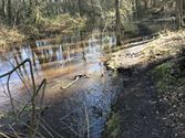 Het water in de Mangelbeek staat hoog