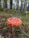 De paddenstoelen zijn er weer (3)