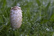 De paddenstoelen zijn er weer (4)