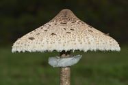 De paddenstoelen zijn er weer (4)