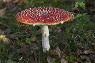 De paddenstoelen zijn er weer (4)