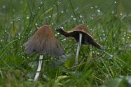 De paddenstoelen zijn er weer (5)