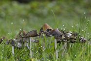 De paddenstoelen zijn er weer (5)