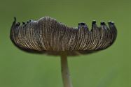 De paddenstoelen zijn er weer (5)
