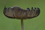 De paddenstoelen zijn er weer (5)