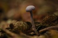 De paddenstoelen zijn er weer (7)