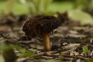 De paddenstoelen zijn er weer (7)