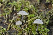 De paddenstoelen zijn er weer (11)