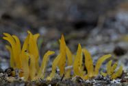 De paddenstoelen zijn er weer (11)