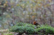 Een prachtige blik in de herfstnatuur