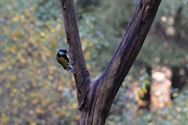 Een prachtige blik in de herfstnatuur