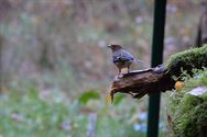 Een prachtige blik in de herfstnatuur