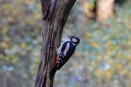 Een prachtige blik in de herfstnatuur