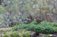 Een prachtige blik in de herfstnatuur