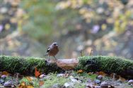 Een prachtige blik in de herfstnatuur