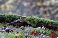 Een prachtige blik in de herfstnatuur