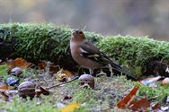 Een prachtige blik in de herfstnatuur