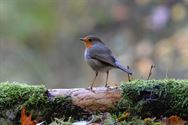 Een prachtige blik in de herfstnatuur