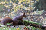 Een prachtige blik in de herfstnatuur