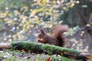 Een prachtige blik in de herfstnatuur