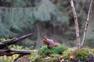 Een prachtige blik in de herfstnatuur