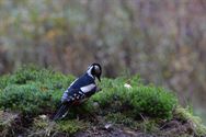 Een prachtige blik in de herfstnatuur