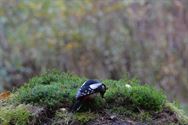 Een prachtige blik in de herfstnatuur