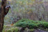 Een prachtige blik in de herfstnatuur