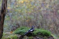 Een prachtige blik in de herfstnatuur