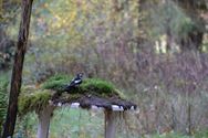 Een prachtige blik in de herfstnatuur