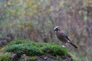 Een prachtige blik in de herfstnatuur