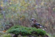 Een prachtige blik in de herfstnatuur